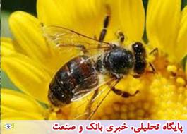 طرح تجاری سازی زنبور گرده افشان توسط محقق ایرانی در دانشگاه یاسوج